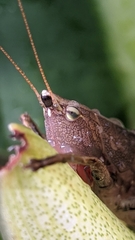 Tettigoniidae