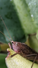 Tettigoniidae