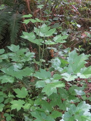 Actaea elata