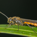 Elaphroptera hyalinipennis - Photo (c) MatiasG, some rights reserved (CC BY-ND), uploaded by MatiasG