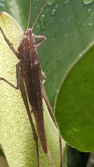 Tettigoniidae