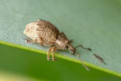 Dasydema hirtella