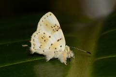 Anteros chrysoprasta