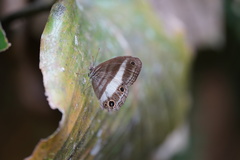 Euptychoides albofasciata