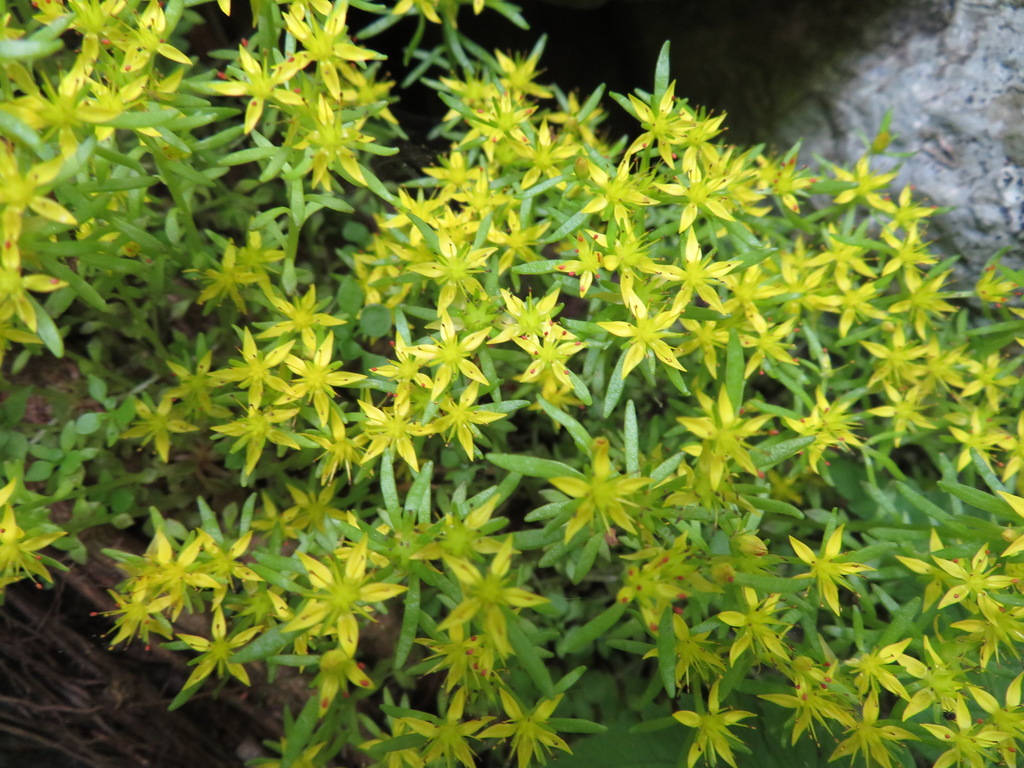 Sedum subtile Miq. 2