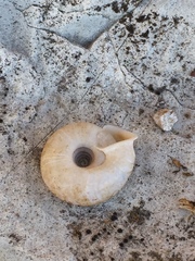 Helicodonta angigyra