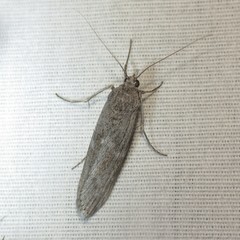 Cactobrosis fernaldialis