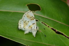 Anteros chrysoprasta