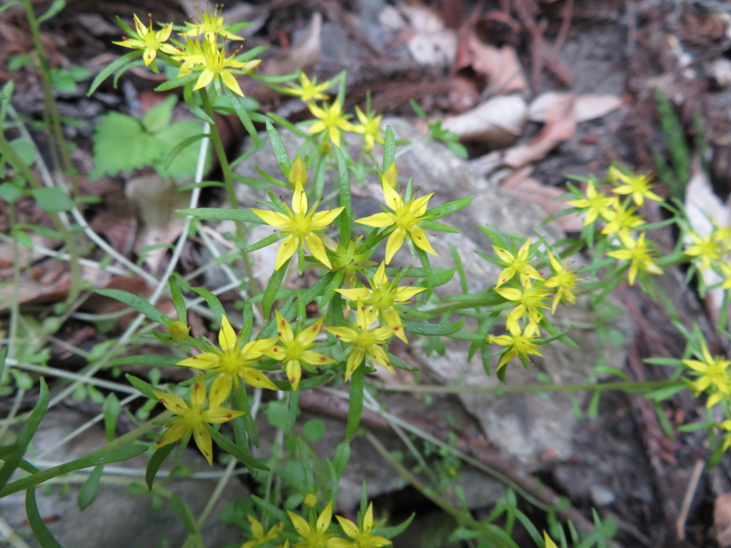 Sedum subtile Miq. 3
