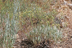 Eriogonum brevicaule brevicaule