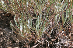 Eriogonum brevicaule brevicaule