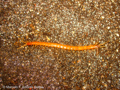 Scolopocryptopidae