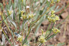 Eriogonum brevicaule brevicaule