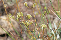 Eriogonum brevicaule brevicaule