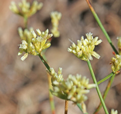 Eriogonum brevicaule brevicaule