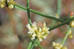Eriogonum brevicaule brevicaule