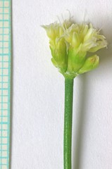 Eriogonum brevicaule brevicaule