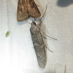 Cactobrosis fernaldialis