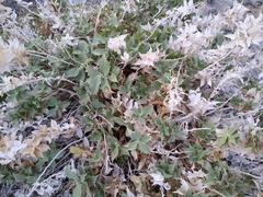 Ambrosia ilicifolia
