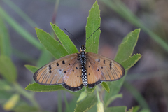 Acraea axina