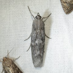 Cactobrosis fernaldialis