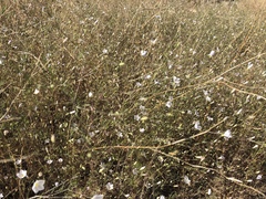 Leptosiphon liniflorus