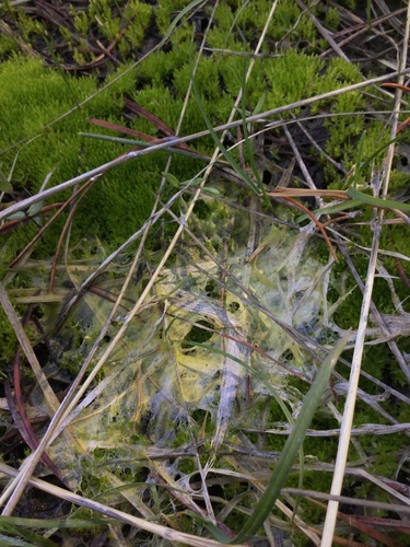 iNaturalist observation photo of Pin Molds