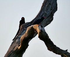 Phoeniculus purpureus marwitzi