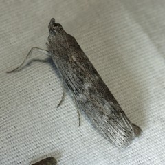 Cactobrosis fernaldialis