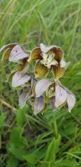 Asclepias cultriformis