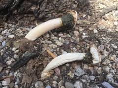 Itajahya galericulata