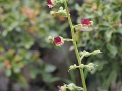 Scrophularia lucida