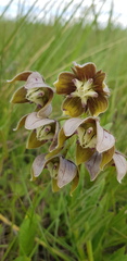 Asclepias cultriformis