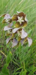 Asclepias cultriformis