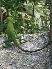 Anolis limon
