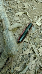 Apheloriini
