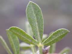 Ladeania lanceolata