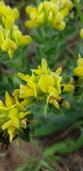 Leobordea foliosa