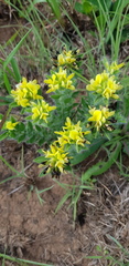 Leobordea foliosa