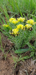 Leobordea foliosa