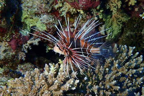 Red Sea Clearfin Lionfish