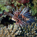 Red Sea Clearfin Lionfish - Photo (c) Brenton Prigge, some rights reserved (CC BY-NC), uploaded by Brenton Prigge