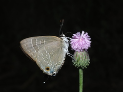 Deudorix epijarbas menesicles