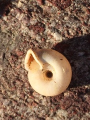 Helicodonta angigyra