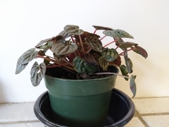 Peperomia caperata