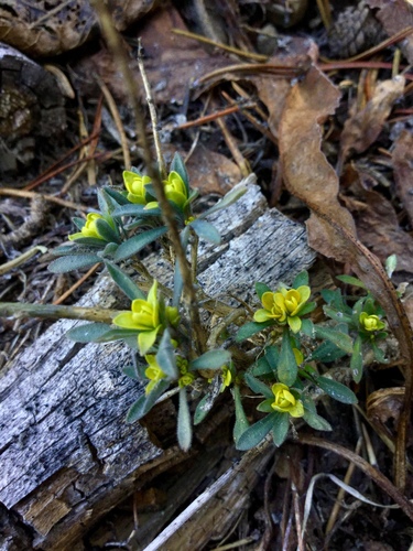 iNaturalist observation photo of Mustard Flower Rust
