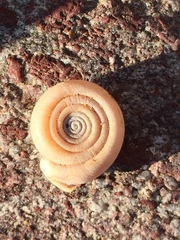 Helicodonta angigyra