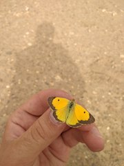 Colias kurmaevi