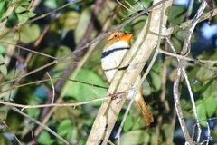 Bucco capensis