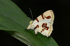 Anteros formosus